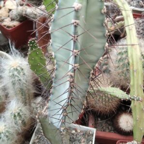 Cereus forbesii -Piltz- гарний, блакитний -