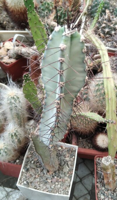 Cereus forbesii -Piltz- гарний, блакитний -