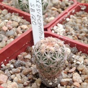 Echinomastus dasiacanthus SB120 -cube-5cm-