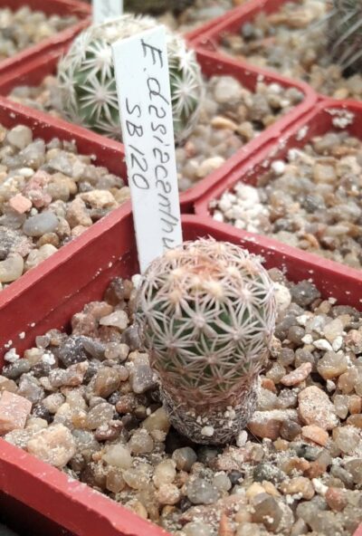 Echinomastus dasiacanthus SB120 -cube-5cm-