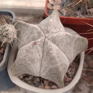 Astrophytum myriostigma -cube-6cm-