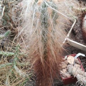 Oreocereus urmiriensis -багаторічний сіянець від Меса Гарден- Н-біля 40см-