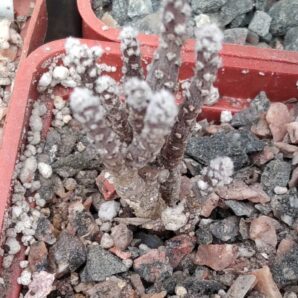 Pter. tuberosus -small form- cube-5cm-