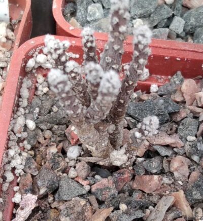 Pter. tuberosus -small form- cube-5cm-
