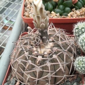 Gymnocalycium bodenbenderianum -cube-7cm-