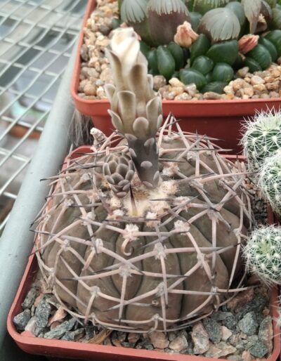 Gymnocalycium bodenbenderianum -cube-7cm-