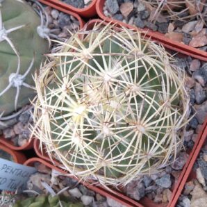 Coryphantha radians -cube-6cm-