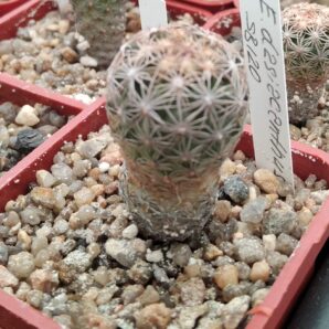 Echinomastus dasiacanthus SB120 -cube-5cm-