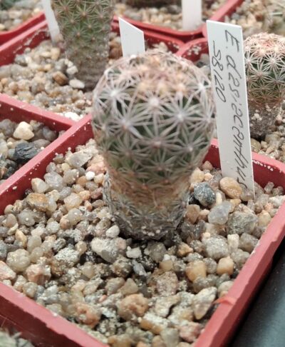 Echinomastus dasiacanthus SB120 -cube-5cm-