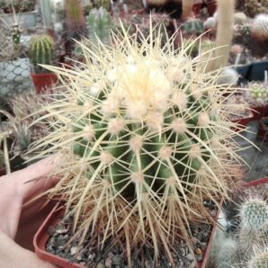 Echinocactus grusonii -cube-9cm-не імпорт-власна культура!-