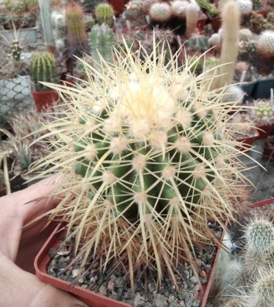 Echinocactus grusonii -cube-9cm-не імпорт-власна культура!-