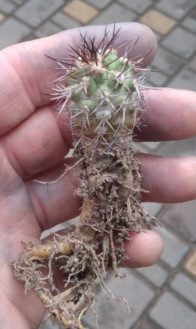 Pyrrhocactus simulans -Piltz-