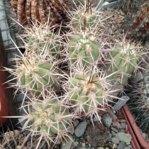 Trichocereus aff. chilensis -Piltz-