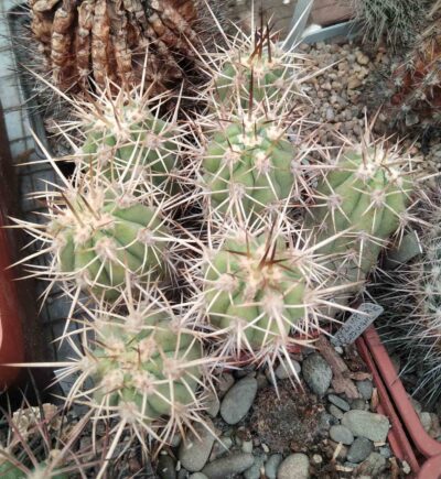 Trichocereus aff. chilensis -Piltz-