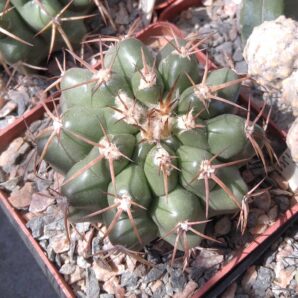 Discocactus nigrisaetosus HU448 -сube-8см-