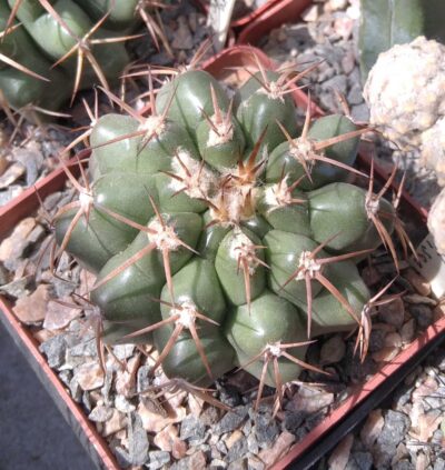 Discocactus nigrisaetosus HU448 -сube-8см-