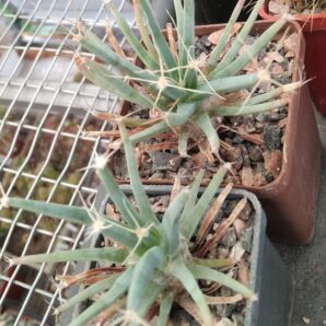 Leichtenbergia principis -cube-5cm-