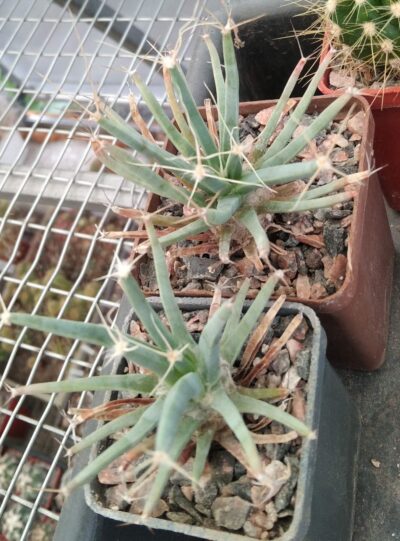 Leichtenbergia principis -cube-5cm-