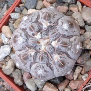Gymnocalycium prohazkianum VG345 -cube-7cm-
