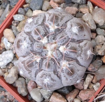 Gymnocalycium prohazkianum VG345 -cube-7cm-