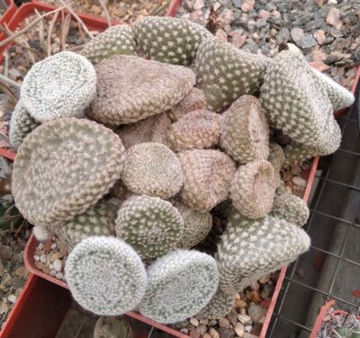Maihueniopsis clavarioides v. albispinus - пагони- - Зображення 2