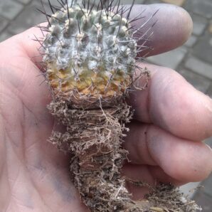 Neochilenia decherdtiana -MG- 15+years