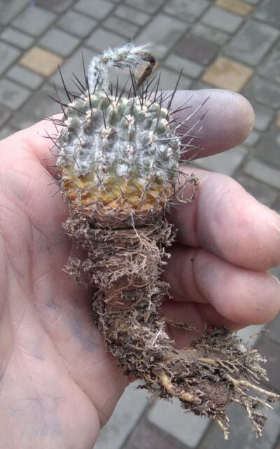 Neochilenia decherdtiana -MG- 15+years