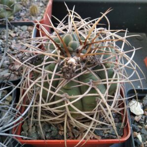 Gymnocalycium cardenasianum -cube-8cm-
