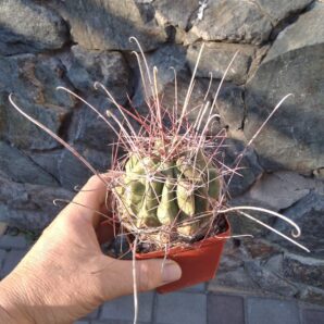 Ferocactus sinuatus -MG-cube-9cm-