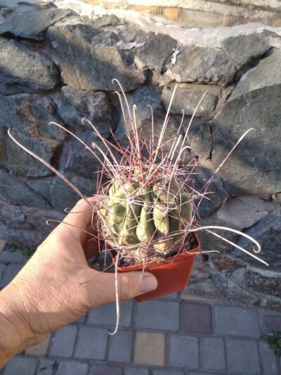 Ferocactus sinuatus -MG-cube-9cm-
