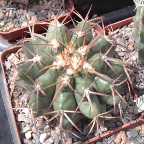 Discocactus nigrisaetosus HU448 -сube-8см-