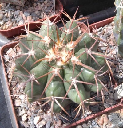 Discocactus nigrisaetosus HU448 -сube-8см-