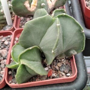 Astrophytum myriostigma v. nudum- cube-7cm-