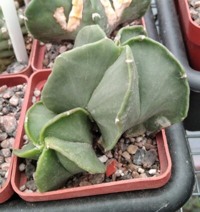 Astrophytum myriostigma v. nudum- cube-7cm-