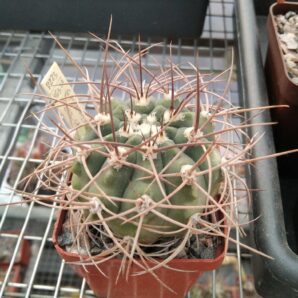 Gymn. mazanense v. polycephalum P223-cube-7cm-
