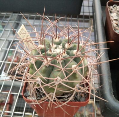 Gymn. mazanense v. polycephalum P223-cube-7cm-