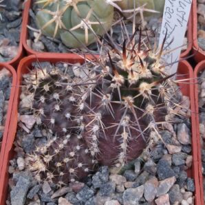Austrocactus gracilis KFF1100 -Laguna Miranda, Neuquen-