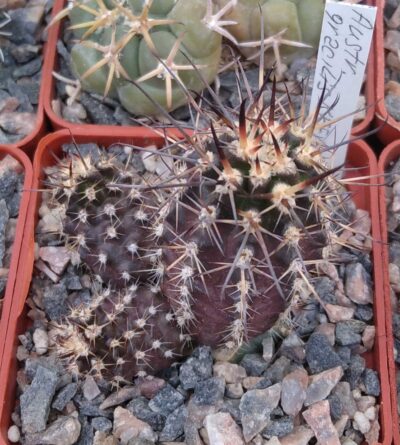 Austrocactus gracilis KFF1100 -Laguna Miranda, Neuquen-