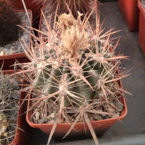 Ferocactus fordii -MG- cube-8cm- 1300