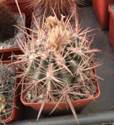 Ferocactus fordii -MG- cube-8cm- 1300