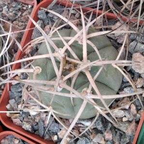 Gymnocalycium cardenasianum -cube-7cm-