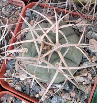 Gymnocalycium cardenasianum -cube-7cm-