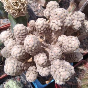 Mammillaria theresae -пагони-