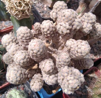 Mammillaria theresae -пагони-