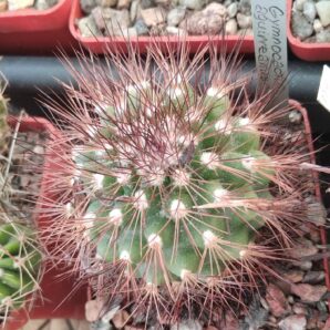 Acharagma aggueriana - cube-6cm-