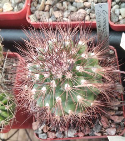 Acharagma aggueriana - cube-6cm-