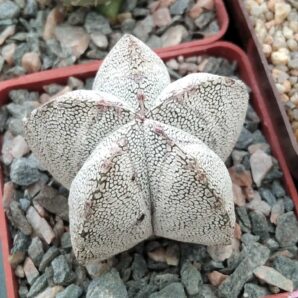Astrophytum myriostigma cv."Onzuka"- cube-7cm-