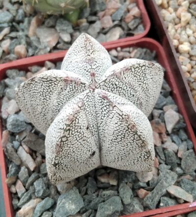 Astrophytum myriostigma cv."Onzuka"- cube-7cm-