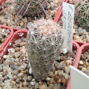 Echinomastus dasiacanthus SB120 -cube-5cm-
