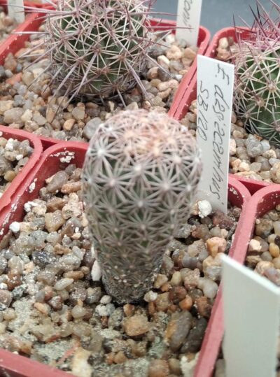 Echinomastus dasiacanthus SB120 -cube-5cm-